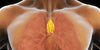 The Thymus Gland and Its Role in Immune Function